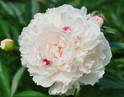 ПИОН Фестива Максима Разбор 2/3 n Кол-во упак., шт 1