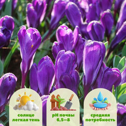Крокус Flower Record (Флавер Рэкорд) 5 шт - Долина роз фото 7