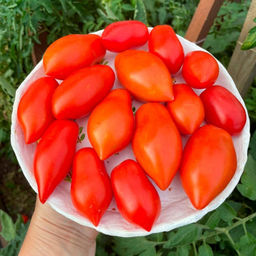 Томат ГРЕЧАНКА F1 Надёжный! Устойчив к фузариозному увяданию! Вкуснятина! - Уральский дачник фото 3