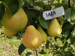 Груша Лада
