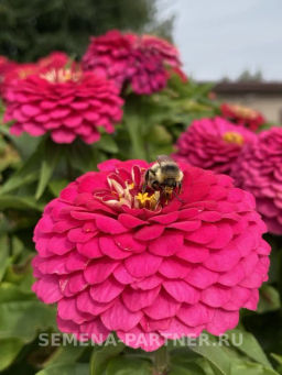 Цинния георгиновидная Сочные тропики Космополитен - Партнер фото 5