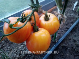 Томат Сокровище Инков - Партнер фото 7