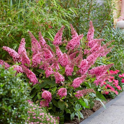 Буддлея Давида Butterfly Candy Little Pink - Голландские луковицы фото 2