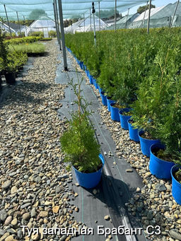 Туя западная Брабант С3