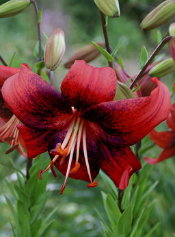 ЛИЛИЯ Строберри Ивент Разбор 12/14 Кол-во упак., шт 3