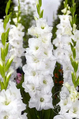 ГЛАДИОЛУС Сноу Дэнс Разбор 10/12 Кол-во упак., шт 10