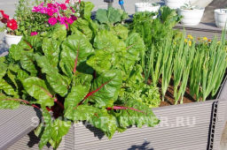 Мангольд Красный - Партнер фото 5