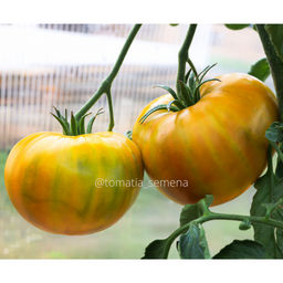 Малахитовая шкатулка - Tomatia фото 2