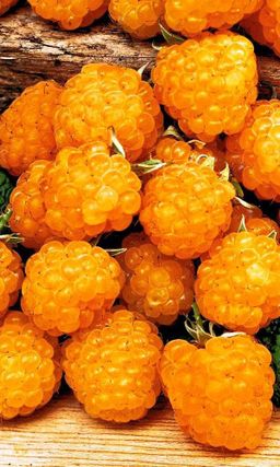 Малина МЕДОВАЯ  Нежный, сладкий вкус! Морозостойкий многолетник! От обилия ягод  рябит в глазах! Устойчива к болезням!