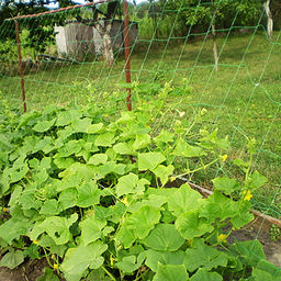 Шпалерная сетка для вьющихся растений и огурцов 2х3м (Россия) - Домашняя Мода фото 4