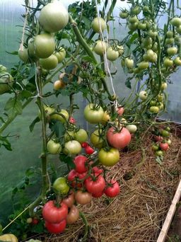 Томат ГЕРМАН F1 - Уральский дачник фото 4