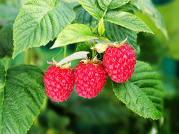 Малина Лесная Нимфа