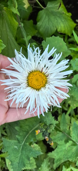 Нивяник Крейзи Дейзи (ромашка)