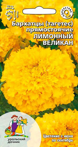Бархатцы ЛИМОННЫЙ ВЕЛИКАН