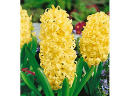 Гиацинт City of Haarlem (Сити оф Харлем) - Долина роз фото 2