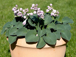 Хоста Блю Маус Иэрс