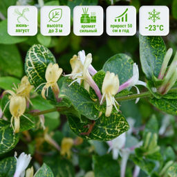 Жимолость японская Ауреоретикулата