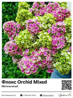 Флокс Orchid Mixed (Метельчатый)