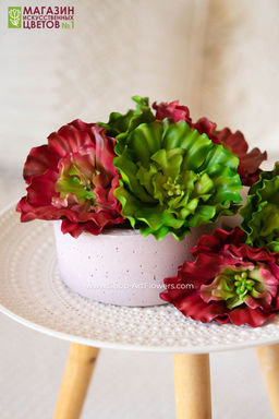 067 Суккулент 7 - Без тм фото 9