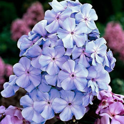 ФЛОКС Блю Бой Разбор I Кол-во упак., шт 2