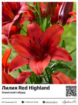 Лилия Red Highland (Азиатский гибрид)