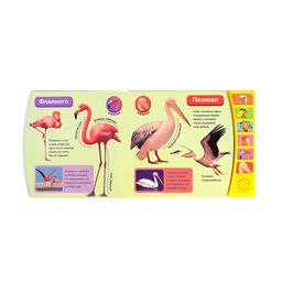 Музыкальная книга Экзотические птицы, 12 стр. - Буква-ленд фото 2