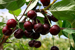 054e998262271d3201a14f00ddc1f92cecuw7rwkom03rro3y