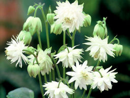 Аквилегия Вайт Барлоу - Долина роз фото 3