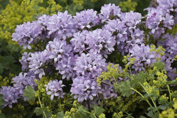 Колокольчик Caroline (Скученный) - Голландские луковицы фото 4