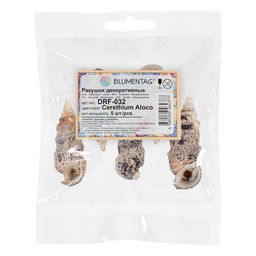 Blumentag / Zlatka DRF-032 Ракушки морские 5 шт. 6.3 см Cerethium Aloco  фото 3