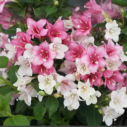 Вейгела цветущая Карнавал