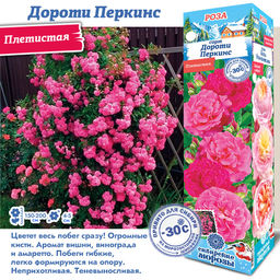 Роза Дороти Перкинс (Плетистая) 1шт