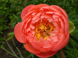 Пион Coral Sunset (Корал Сансет)