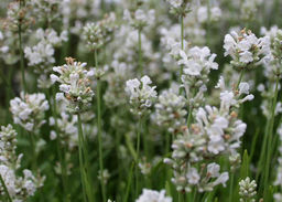 Лаванда Вайт 1 год ЗКС тара 0,5л