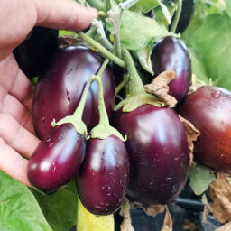 Баклажан Супер Карлик Конго