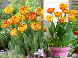 Тюльпан Санлавер