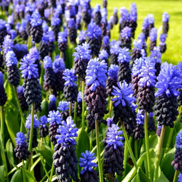 Мускари Латифолиум 10шт