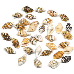 Ракушки природные "Триция сетчатая" 6*10мм, 10г Радуга камня