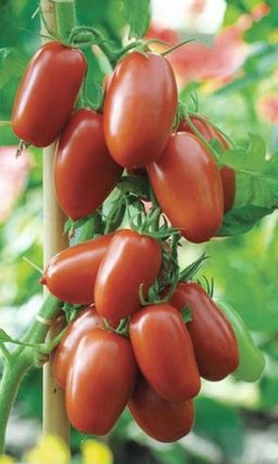 Томат СЛИВА ЧЁРНАЯ  Обсыпной! Сладкий! Холодостойкий! Лёжкий! Идеален для консервирования!