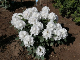 Рододендрон Schneekrone (Шнеекроне)