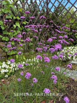 Вербена Бонарская Сильвия Фон Гарден - Партнер фото 6