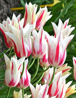 Тюльпан Marilyn (Лилиецветный) - Голландские луковицы фото 2