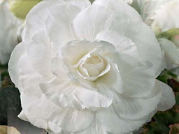 Бегония махровая белая (Double White)