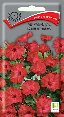 Мирабилис (ялапа) Красный леденец (ЦВ) (1) 1гр. - Поиск фото 2