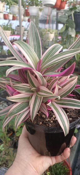 Традесканция Рео Триколор, горшок С1,5 л