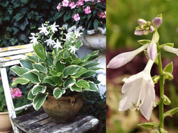 Хоста Со Свит - Долина роз фото 3