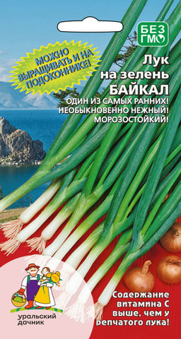 Лук на зелень БАЙКАЛ  Можно выращивать круглый год!