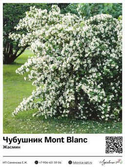 Чубушник Жасмин Mont Blanc (Мон Блан)
