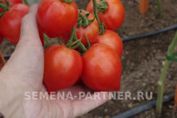 Томат Диадема - Партнер фото 7
