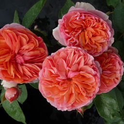 Роза Чиппендейл